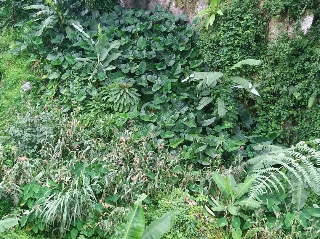 Tukuyu Tours Operator-Tukuyu必去景点