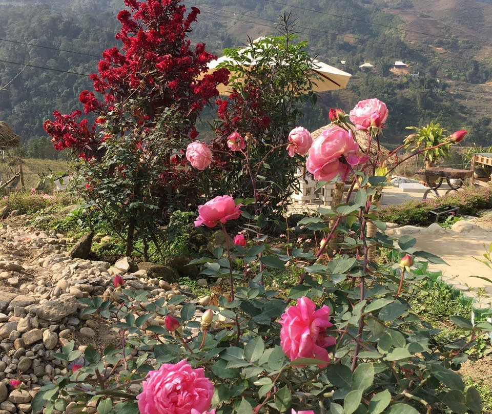 Sapa Eco Villas & Spa主图