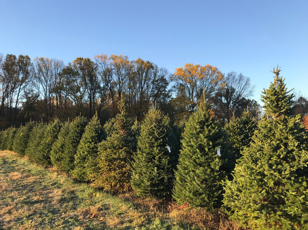 Pine Valley Christmas Trees景点图片