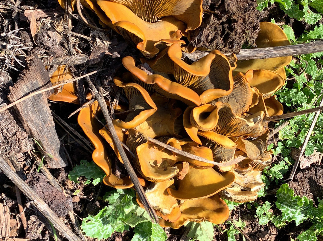 Sawyer Camp Trail-圣马特奥必去景点