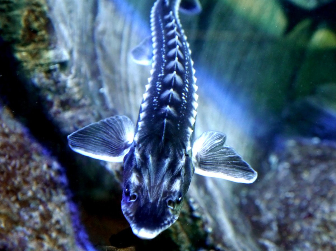 Sevastopol Aquarium景点图片