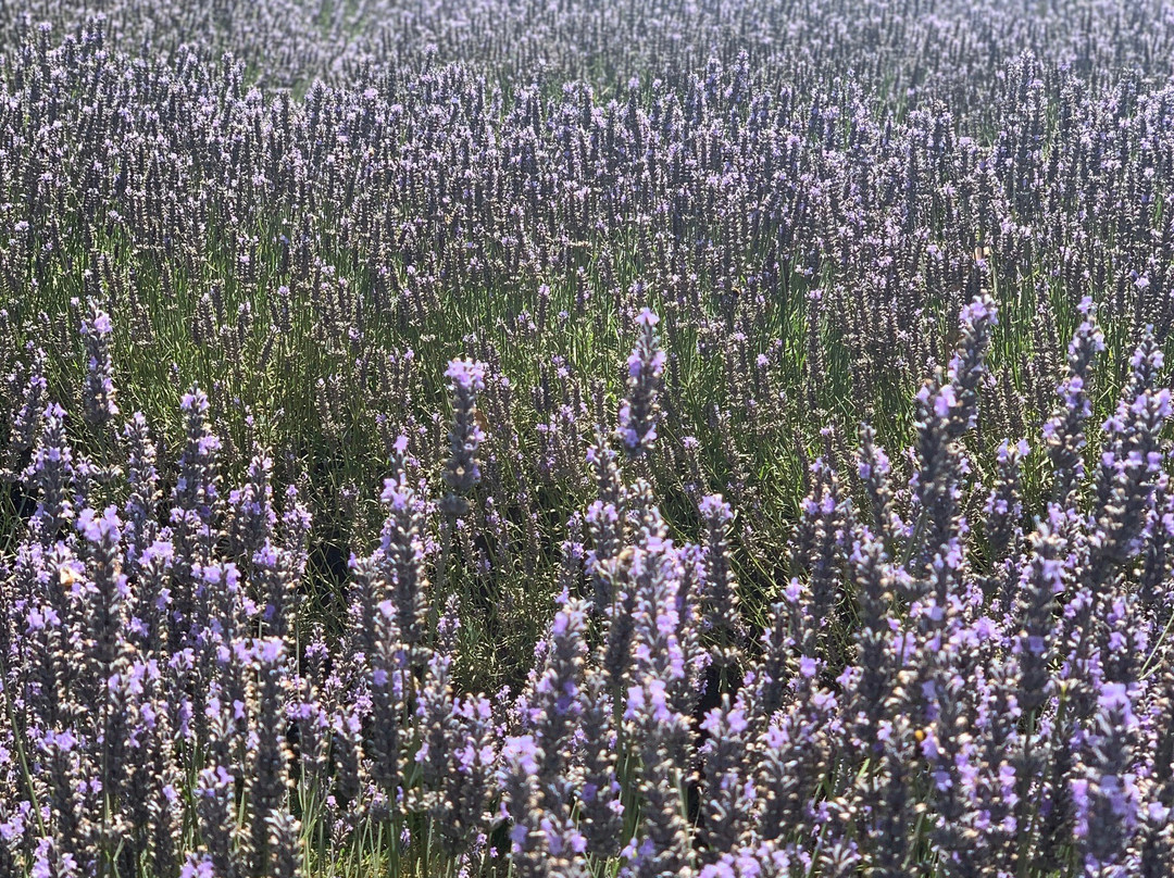 Lavender Backyard Garden-汉密尔顿必去景点