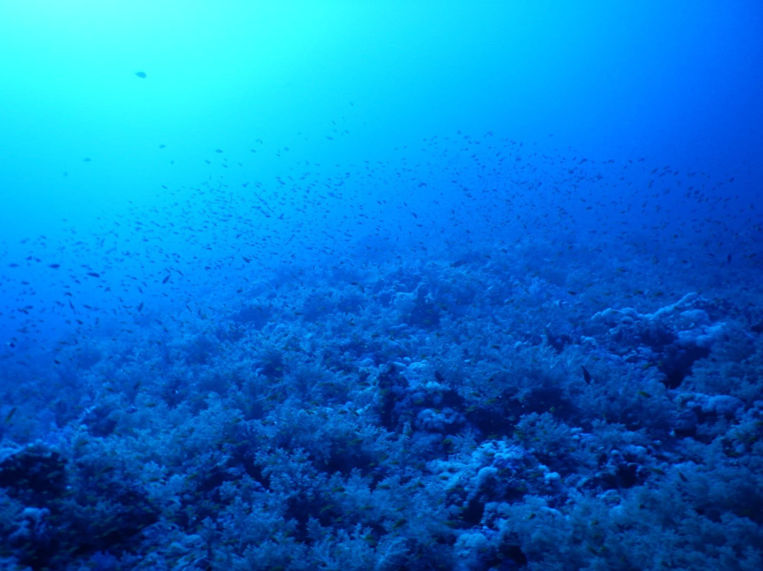 Elphinstone Reef-马萨阿拉姆必去景点