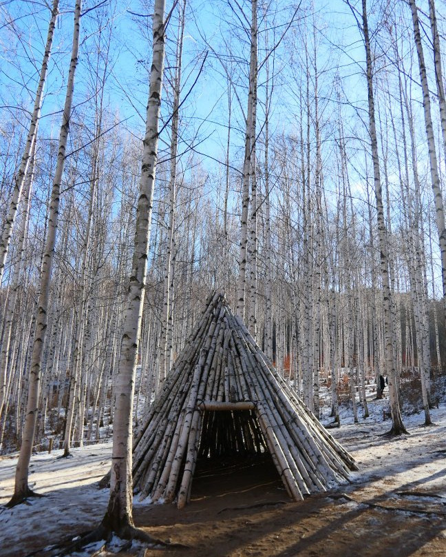 Wondaeri Birch Forest-麟蹄郡必去景点