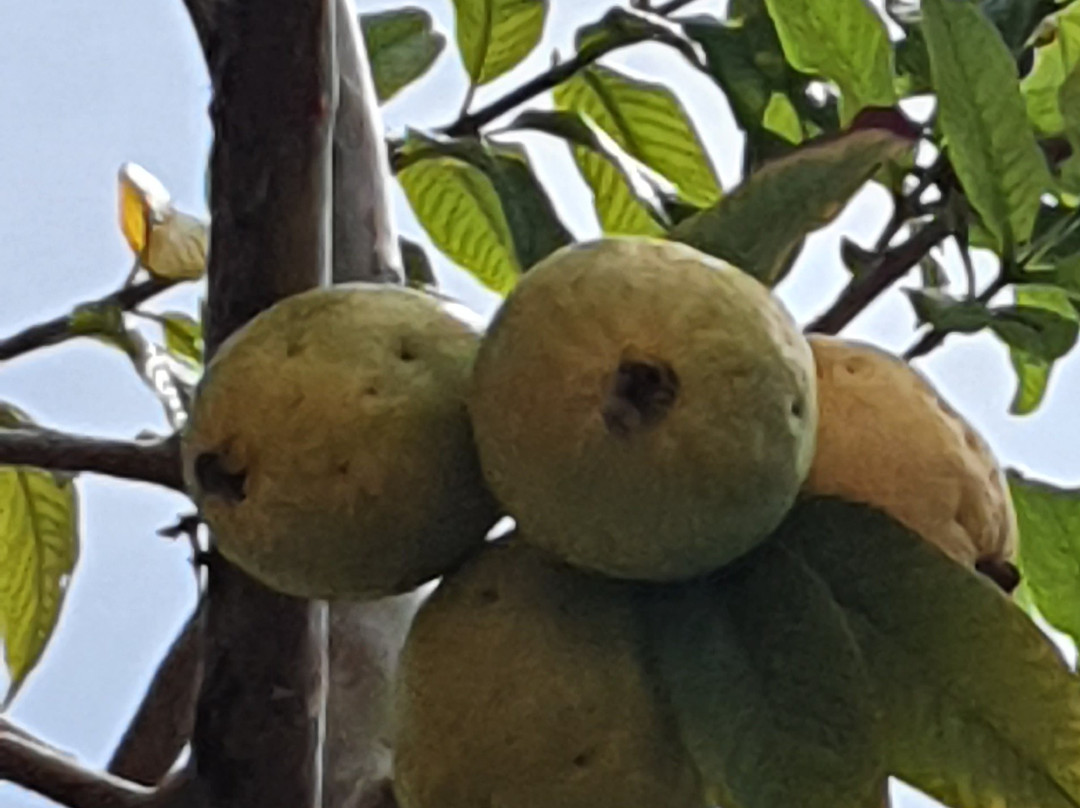 Pousada Praia do Frances主图
