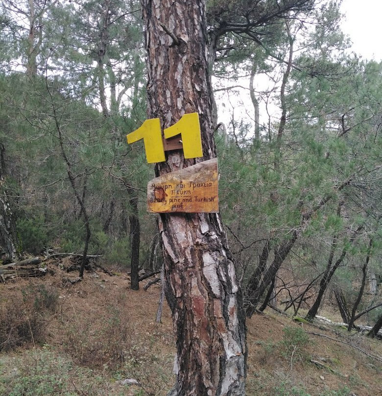 Dadia-Lefkimi-Soufli Forest National Park-Dadia必去景点