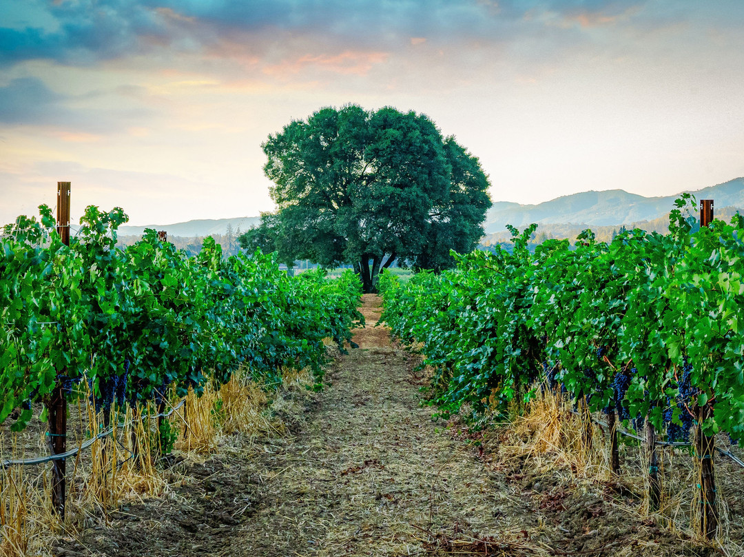 BARRA Of Mendocino Wines景点图片