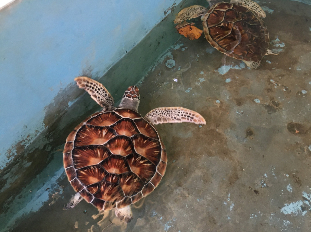Sea Turtle Farm Galle Mahamodara景点图片