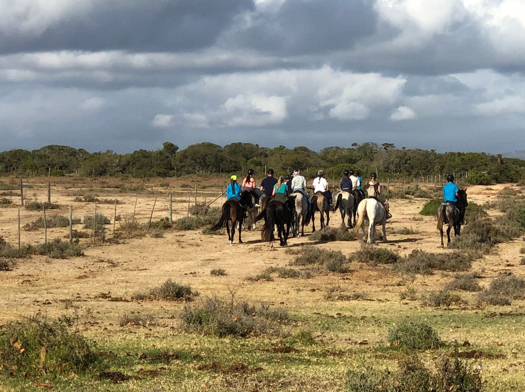Papiesfontein Beach Horse Trails-杰佛瑞湾必去景点
