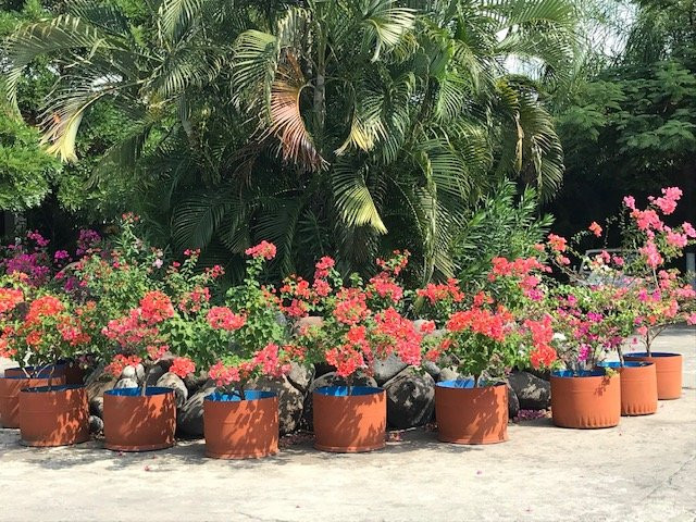 Hotel Plaza Tecoman主图