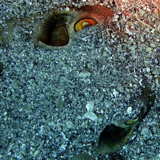 Cabo Pulmo Diving-Cabo Pulmo必去景点