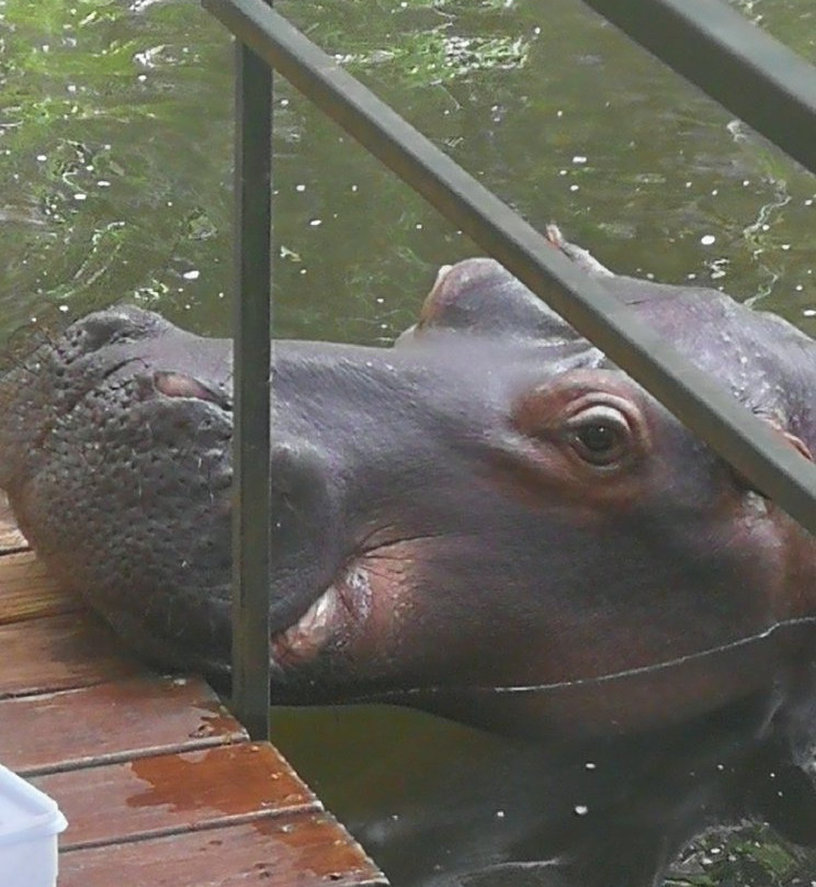 Hippo Jessica景点图片