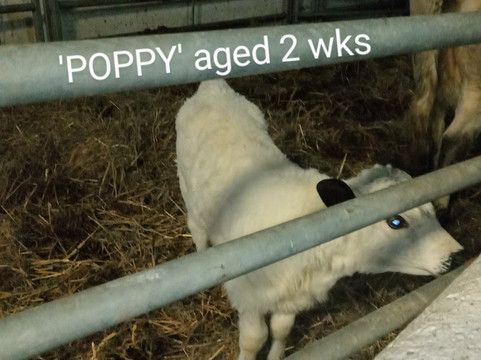 Woodlands Farm Trust-Welling必去景点