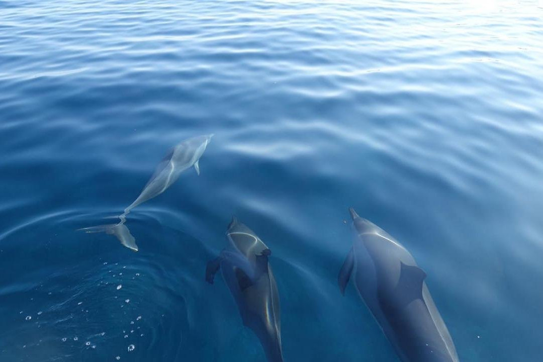 Lydia Boat(Private Boat Tour with music onboard) Whales & Dolphins Watching/swimming and Lunch On Benitier Island景点图片