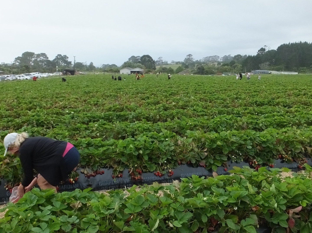 Zaknich Farms Strawberries景点图片