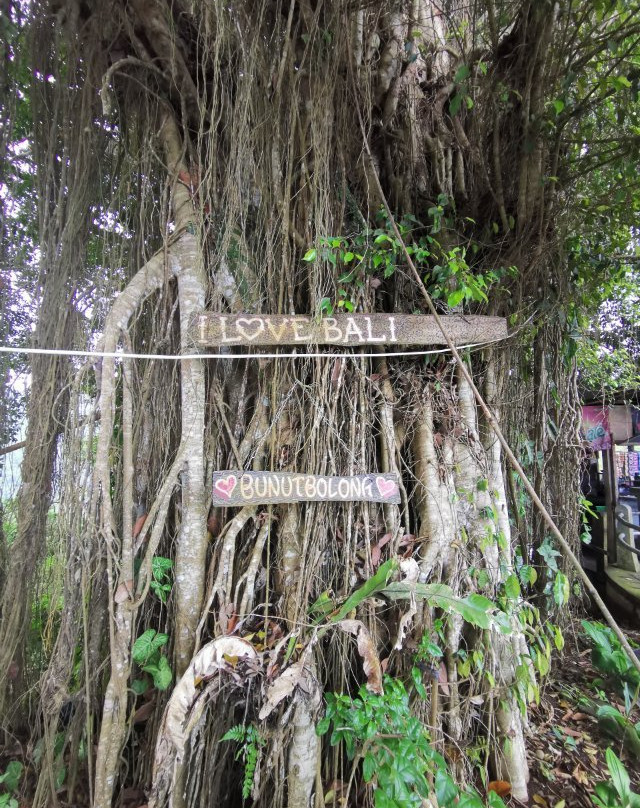 Bunut Bolong-佩库塔腾必去景点