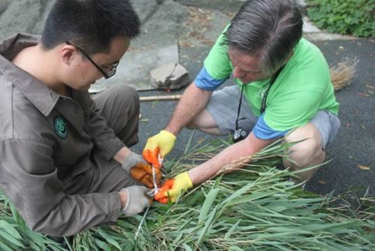 panda volunteering  and photo taking-都江堰市必去景点