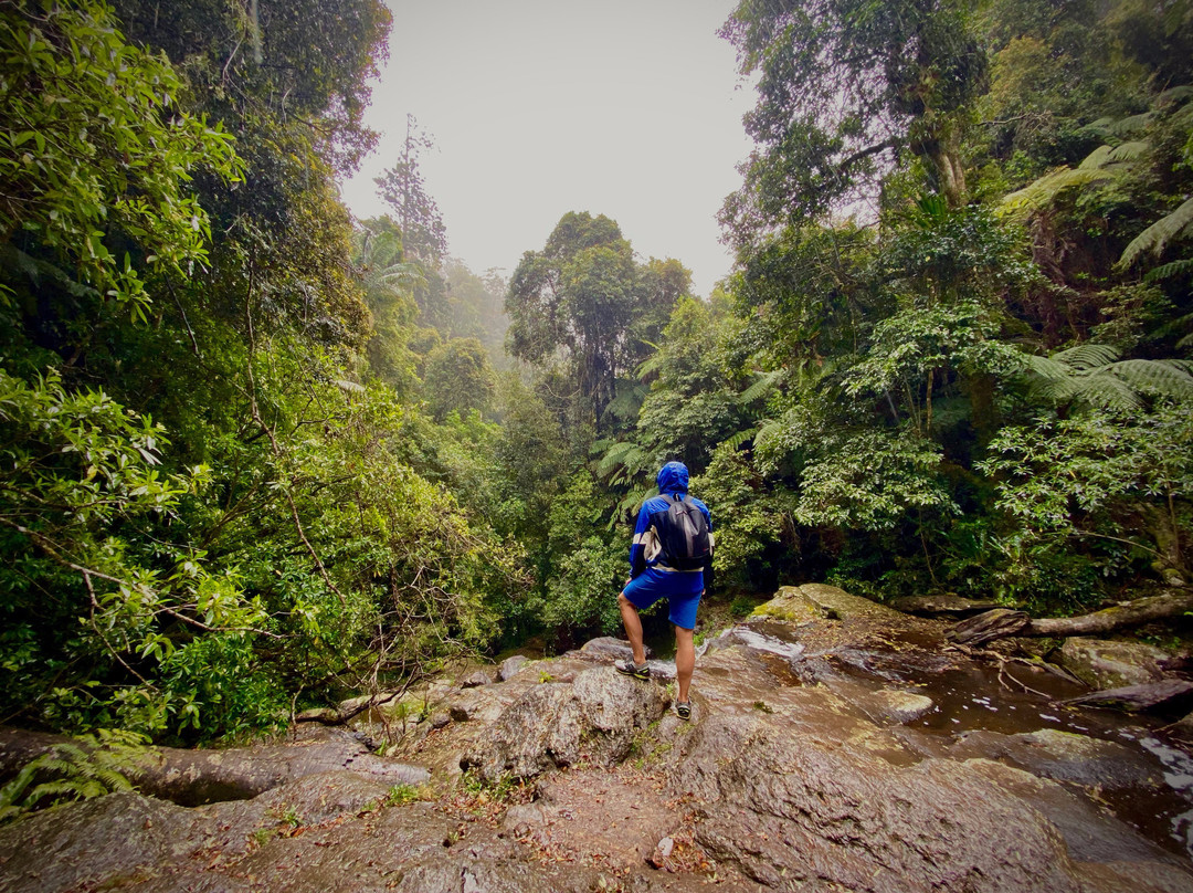 Rainforest Tours Australia-黄金海岸必去景点