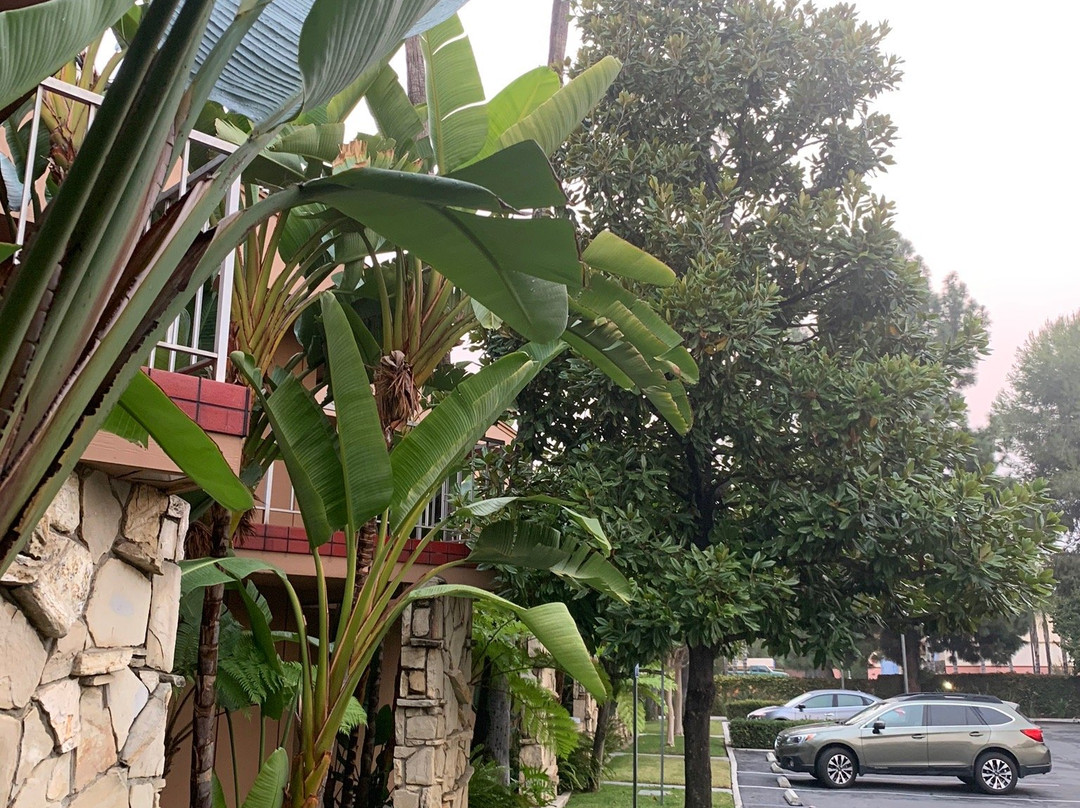 Best Western Pine Tree Motel主图