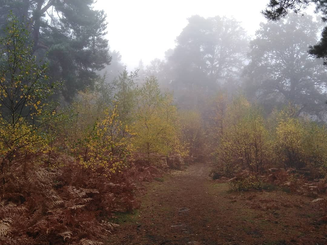 Witley旅游攻略图片