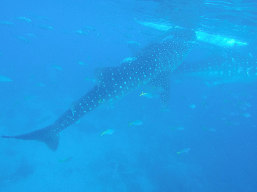 Whalesharks on Wheels景点图片