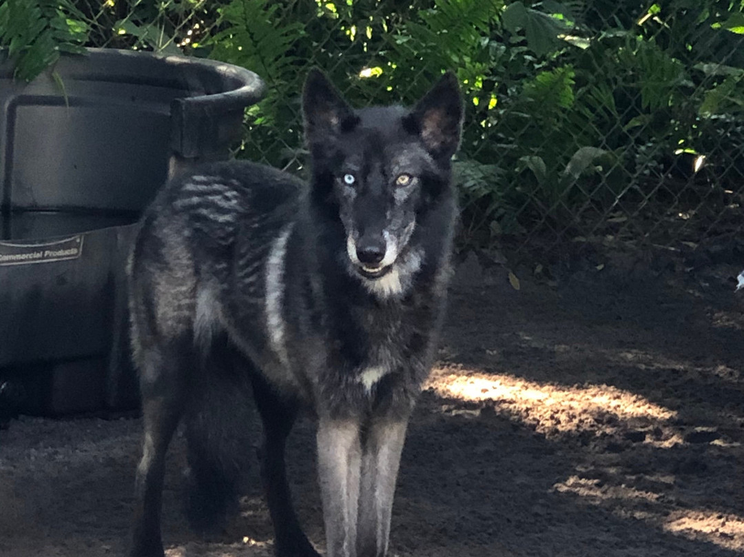 Shy Wolf Sanctuary Education & Experience Center景点图片