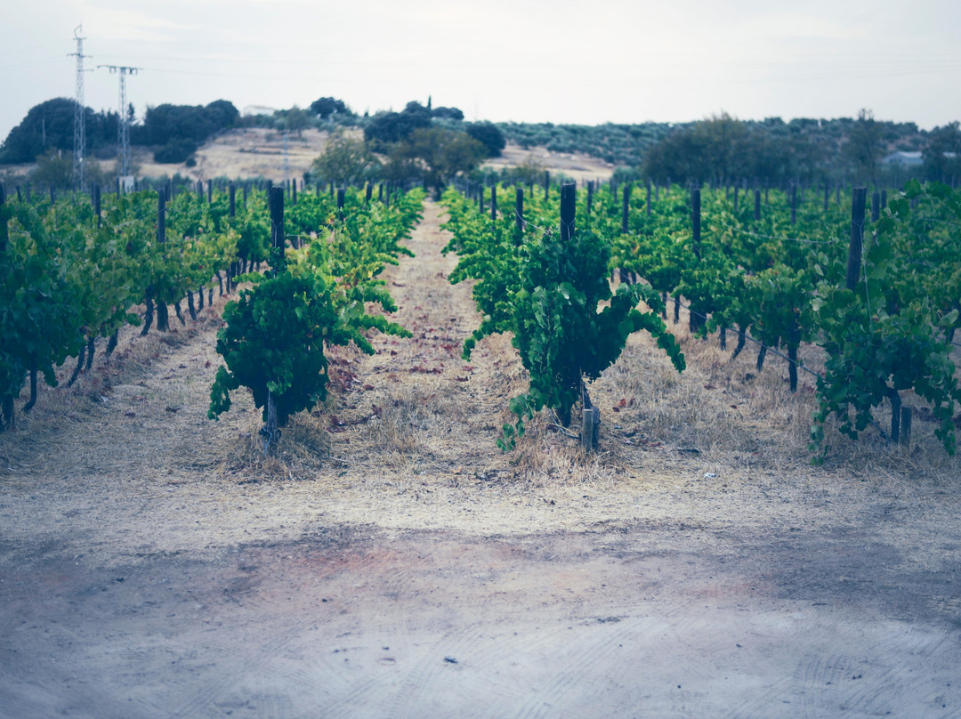 Bodegas Lunares Ronda-隆达必去景点