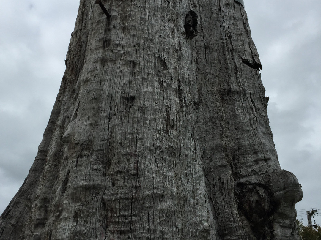 The Big Stump-Darnum必去景点