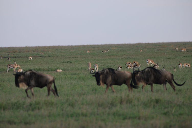 Chabo Africa Safaris景点图片