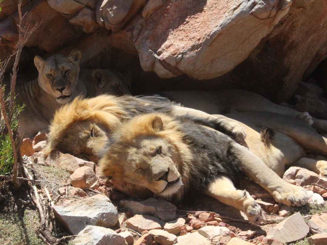 Cape Transit SA-开普敦必去景点