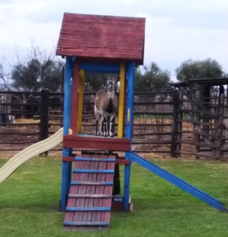 Fattoria Poggio Nebbia di Cedrini Sabrina主图