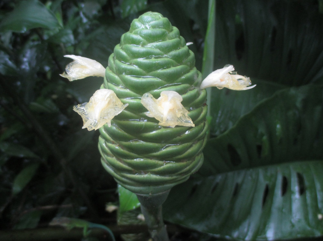 Jardin de Cantamerle