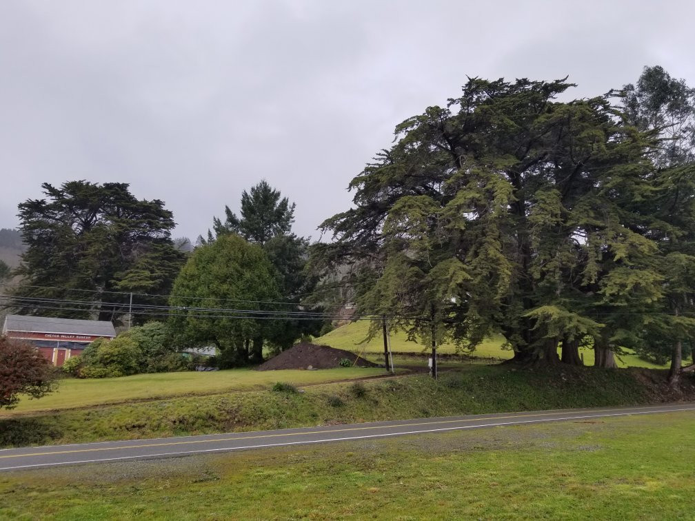 Oregon's Largest Monterey Cypress景点图片