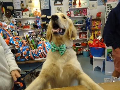 Scalawags Pet Boutique景点图片