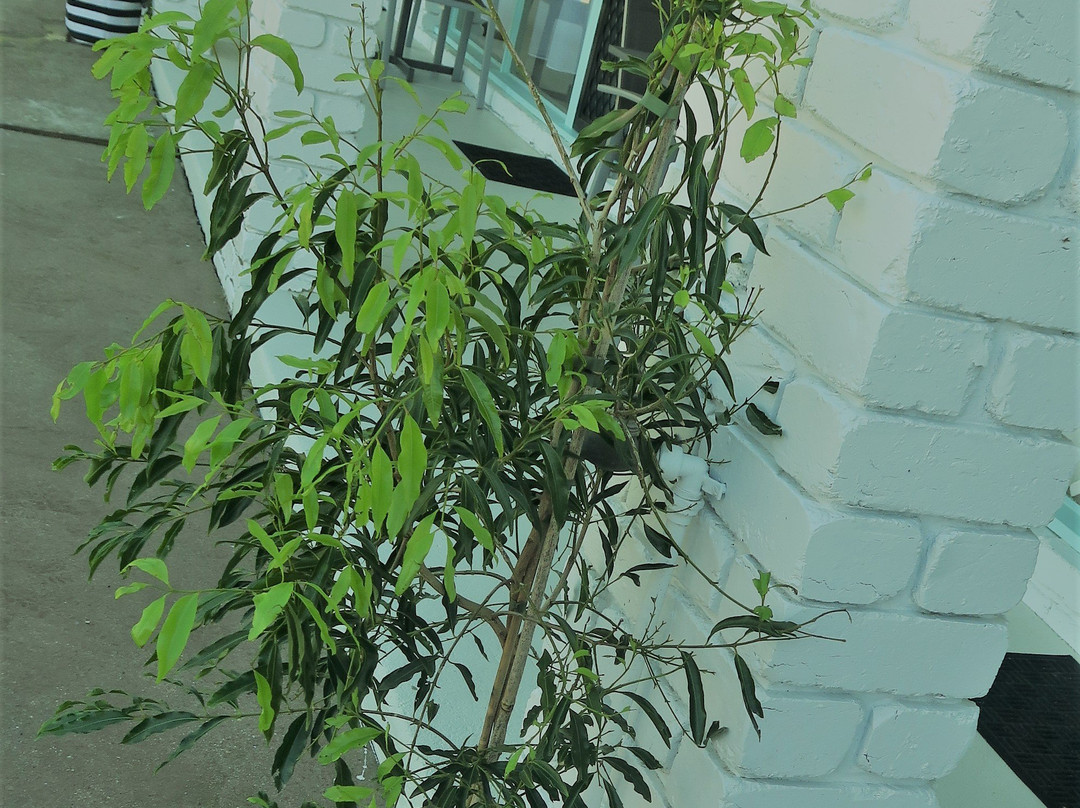 Mulwala Resort主图