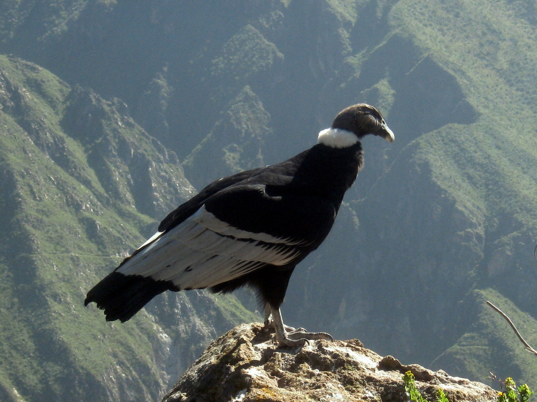 Colca Tours-阿雷基帕必去景点