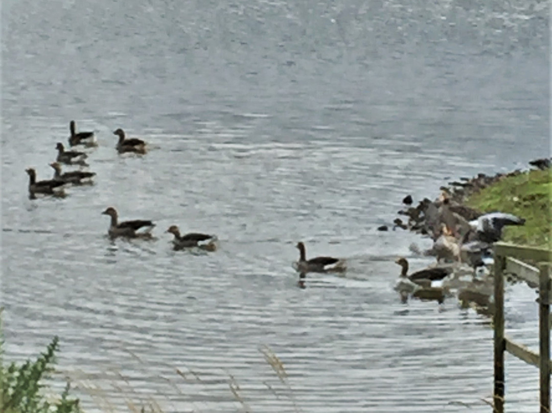 Branton Lakes Nature Reserve景点图片