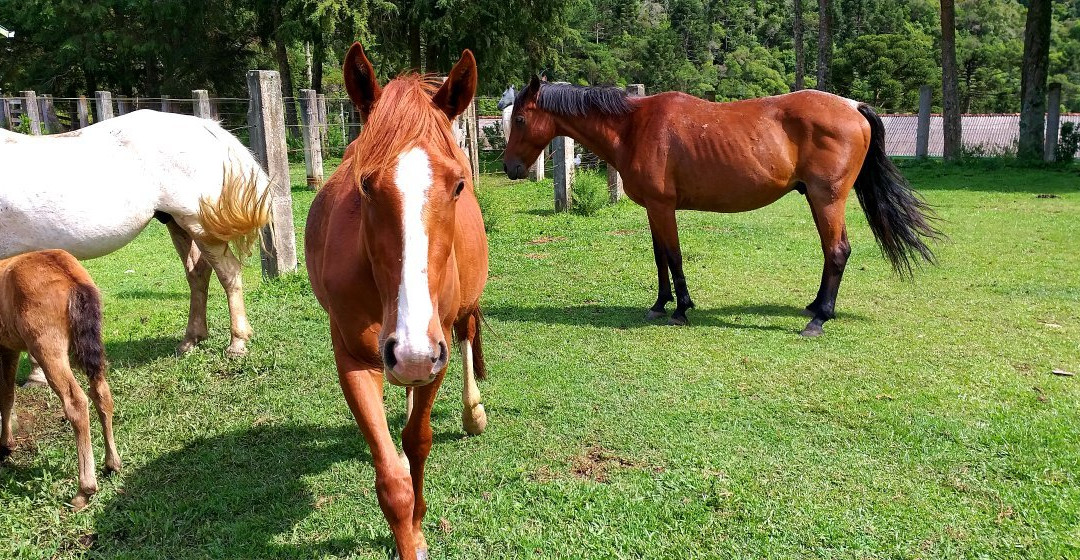 Eco Pousada Valle do Ribeira主图