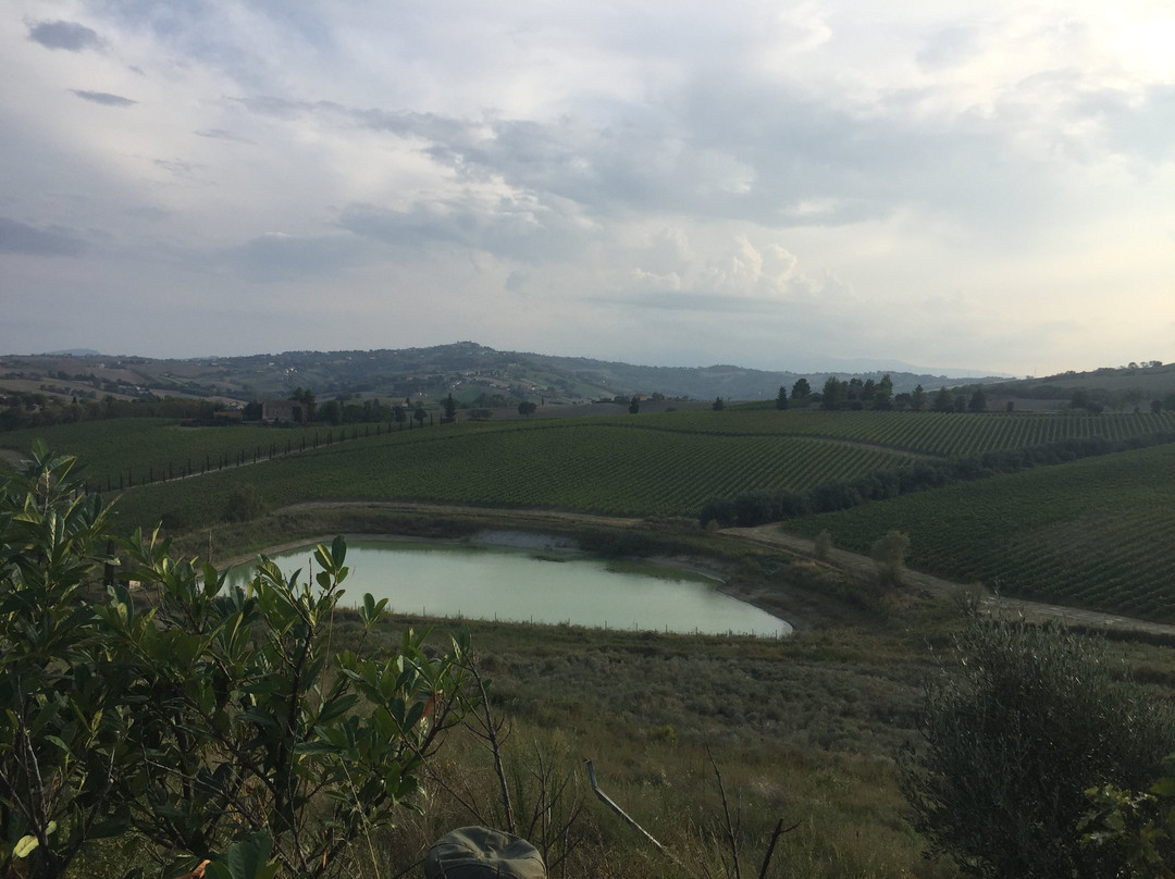 Tenuta Murola Cantina景点图片