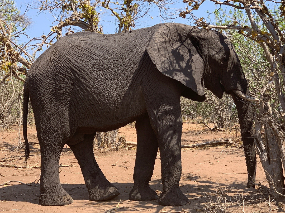 Tropical tours safaris-Chobe-卡萨尼必去景点