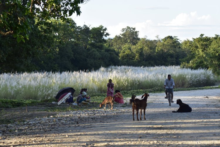 Bardia Jungle Safari-巴迪亚国家公园必去景点