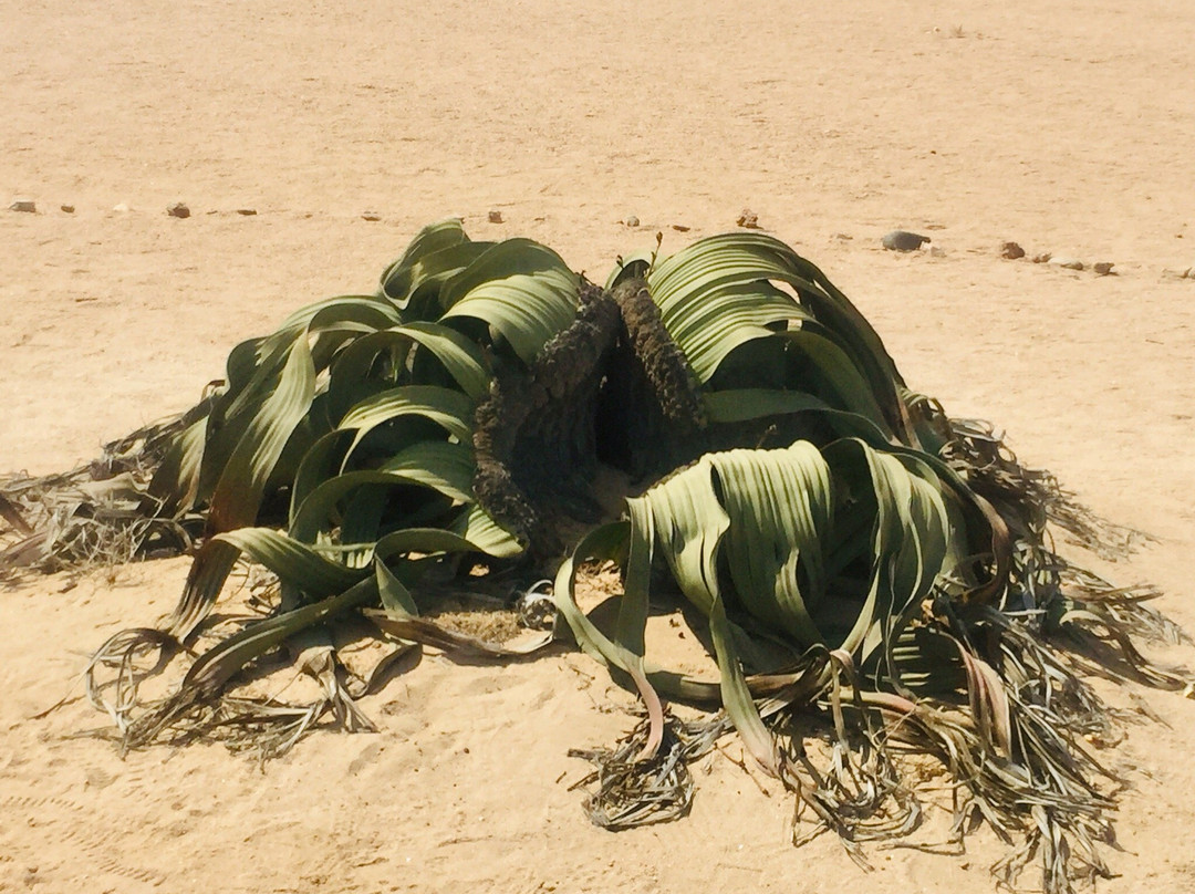 Welwitschia Plains景点图片