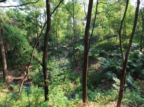 成都植物园-成都必去景点