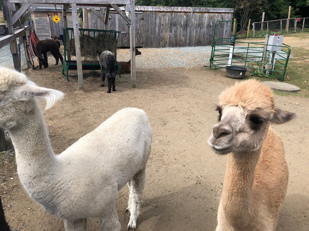 Living The Dream Alpaca Farm-Quechee必去景点