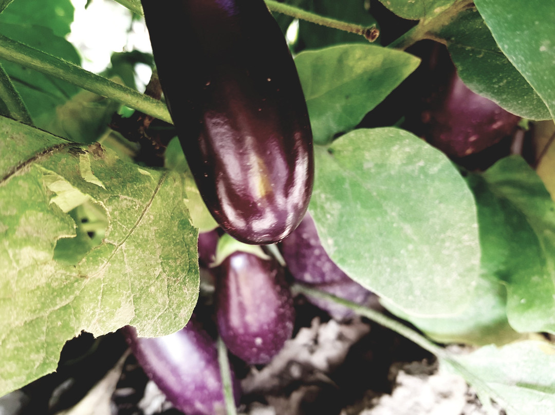 The Big'r Apple Farm-布兰普敦必去景点