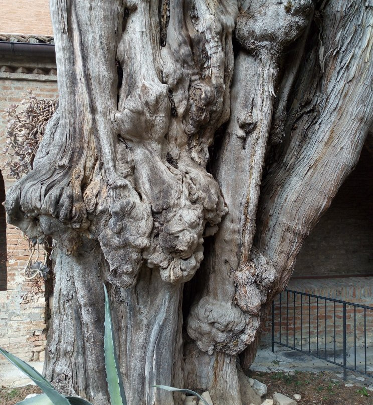 Convento Francescano dei Frati Minori景点图片