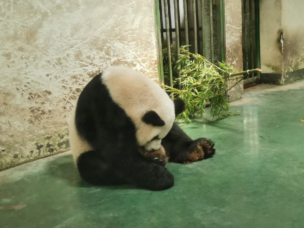 安吉竹博园景点图片