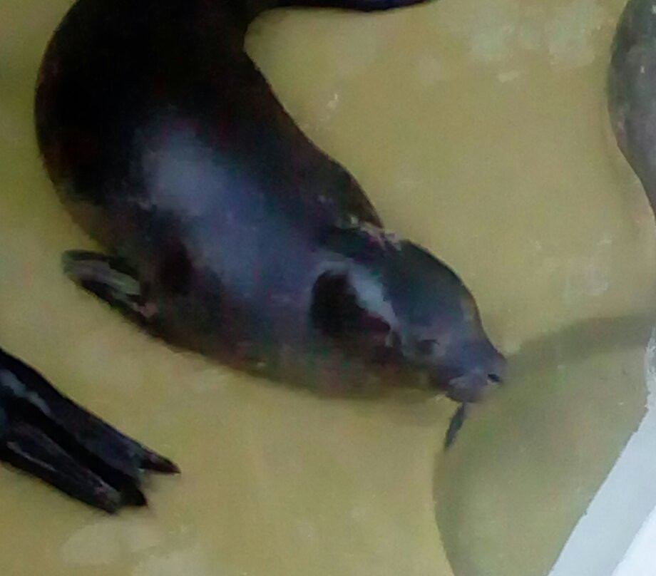 Hillswick Wildlife Sanctuary景点图片