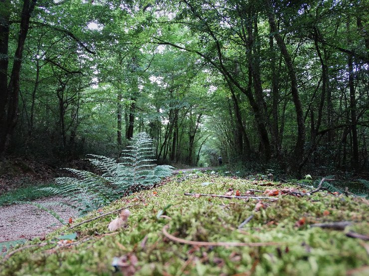 Foret Domaniale de Gresigne景点图片