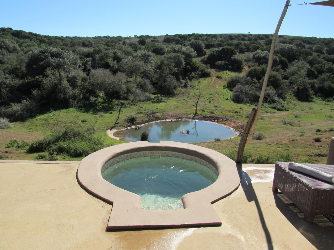 The Safari Lodge- Amakhala Game Reserve主图